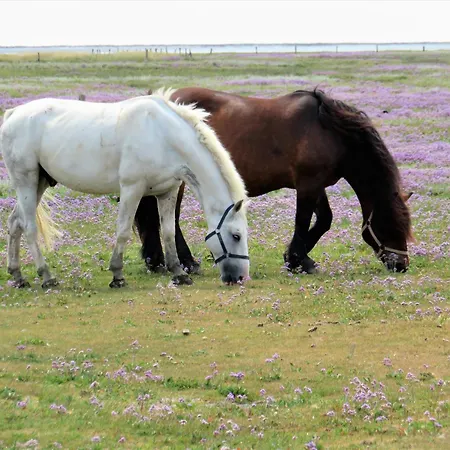 Haus Duenenkate Strandlaeufer