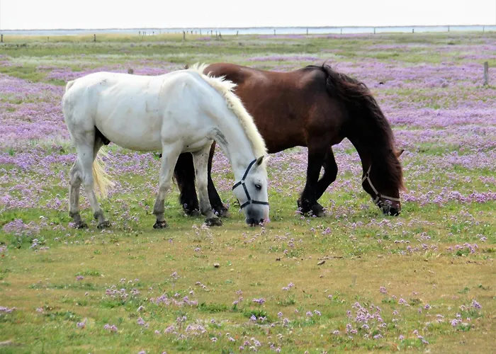 Haus Dünenkate Strandläufer